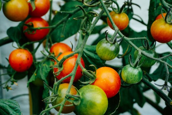 Готова продукция