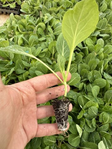 Broccoli 300 nests - 0
